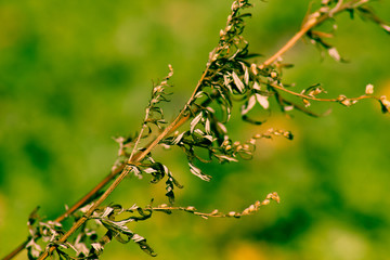 Plant branch isolated on the green backround.