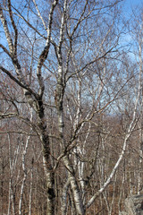 Fototapeta na wymiar trees in winter