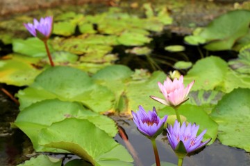 Beautiful lotus flowers in tropical