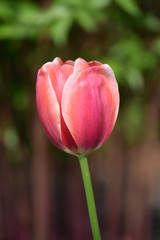 Spring pink and white tulip bloom 