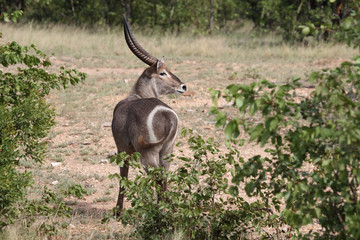 Wasserbock / Waterbuck / Kobus ellipsiprymnus