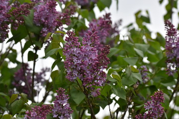 Lilac flowers blooming during early Spring