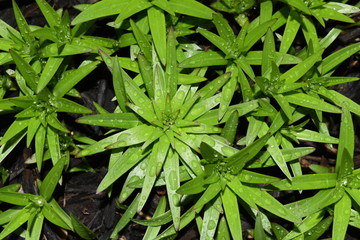 Lily plant leaves with raindrops 