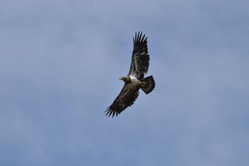 Juvenile bald eagle flying in the sky 