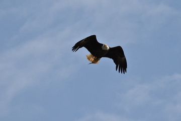 Bald eagle flying in the sky with a fish in it's talons