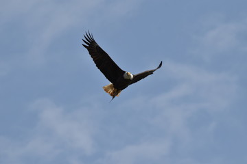 Fish in a bald eagle's talons while flying