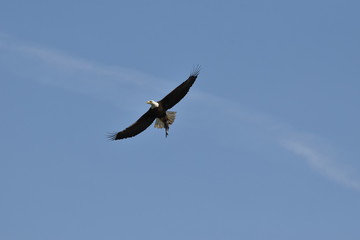 Bald eagle flying high in the sky with a fish
