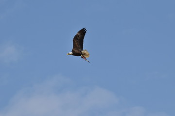 Bald Eagle flying away with his fresh fish catch