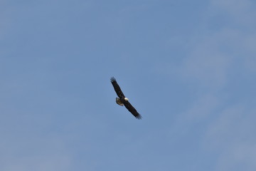 Bald Eagle soaring through the sky