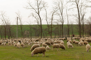 A herd of goats and sheep.  Animals graze in the meadow. Mountain pastures of Europe.