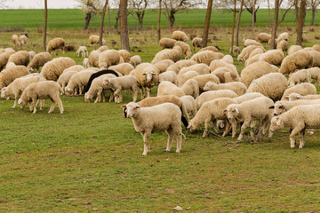 A herd of goats and sheep.  Animals graze in the meadow. Mountain pastures of Europe.