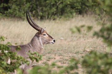 Wasserbock / Waterbuck / Kobus ellipsiprymnus
