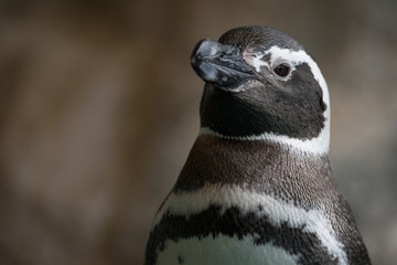 Penguine portrait