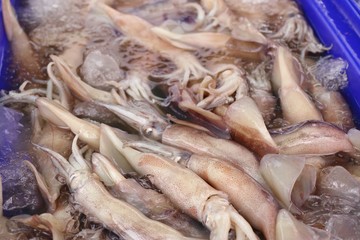Fresh squid in market