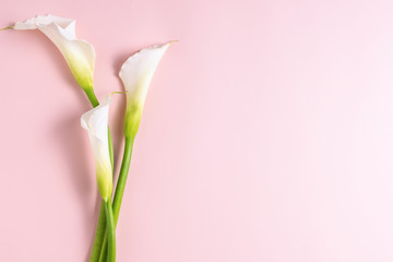 White calla lilies on pink background with copyspace, top view © 18042011
