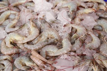 fresh shrimp at street food
