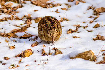 Camouflage bird woodcock. Winter background. Bird: Eurasian Woodcock. Scolopax rusticola.