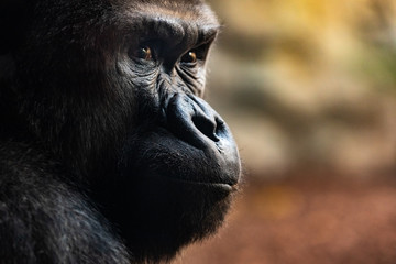 Obraz premium Portrait of a powerful gorilla with expressive eyes.