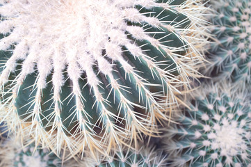 Echinocactus grusonii golden barrel cactus,  golden ball or mother-in-law`s cushion close-up. Nature background.