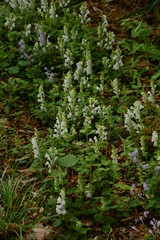 Skullcap (Scutellaria indica)