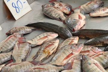 fresh fish in market