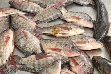 fresh fish in market