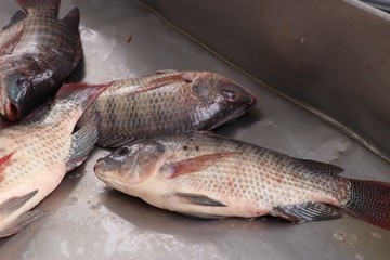 fresh fish in market