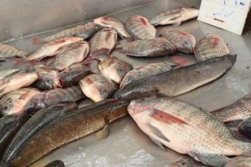 fresh fish in market