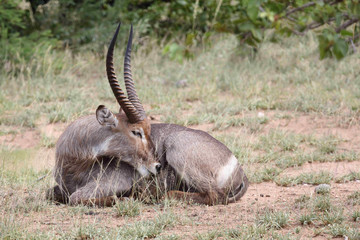 Wasserbock / Waterbuck / Kobus ellipsiprymnus