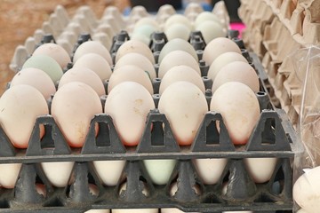 White duck eggs in market