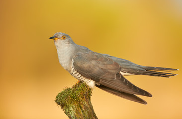 Common cuckoo (Cuculus canorus)