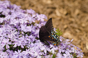 butterfly on flower
