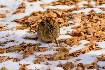 Camouflage bird woodcock. Winter background. Bird: Eurasian Woodcock. Scolopax rusticola.