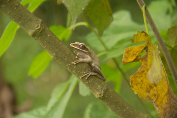 butterfly on a leaf