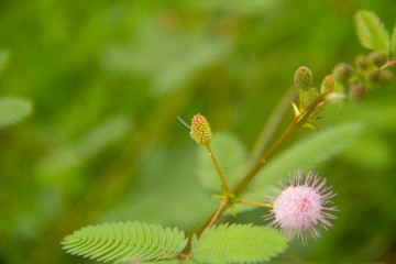 flower on green background