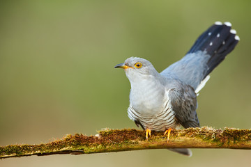 Common cuckoo (Cuculus canorus)