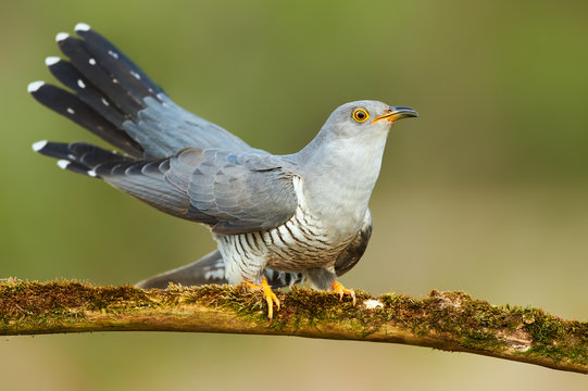 Common cuckoo (Cuculus canorus)