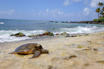 ハワイのウミガメ