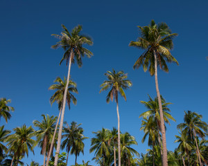 Fototapeta premium Binga, San Vicente, Palawan, Imuruan Island