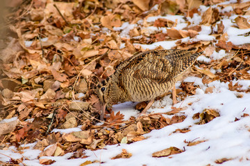 Camouflage bird woodcock. Winter background. Bird: Eurasian Woodcock. Scolopax rusticola.