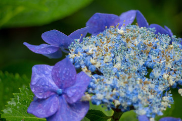 紫陽花