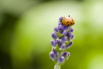 Ladybug beetle perched on top of a sprig of lavender