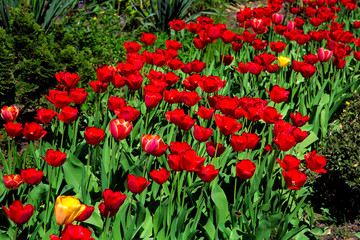 Fototapeta premium Flowerbed with blooming red tulips lit by sunlight.