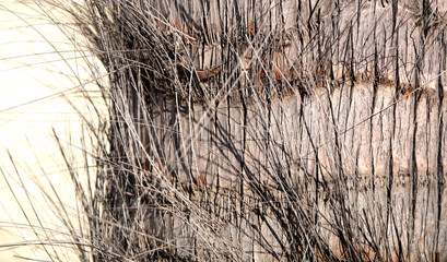 detail of palm tree trunk in the park garden