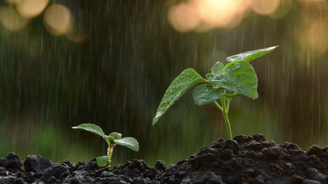 small sapling leaves moving gently by the raindrop in natural environment