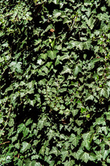 wall overgrown with ivy leaves close up, plant growth eco friendly background.