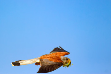 Flying falcon with its hunt. Bird: Lesser Kestrel. Falco naumanni. Blue sky background.