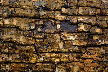 Beautiful natural bark pattern