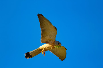Flying falcon with its hunt. Bird: Lesser Kestrel. Falco naumanni. Blue sky background.