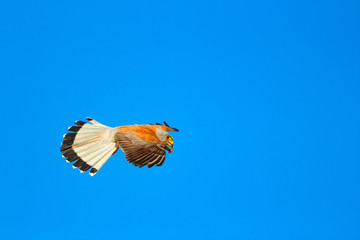Flying falcon with its hunt. Bird: Lesser Kestrel. Falco naumanni. Blue sky background.